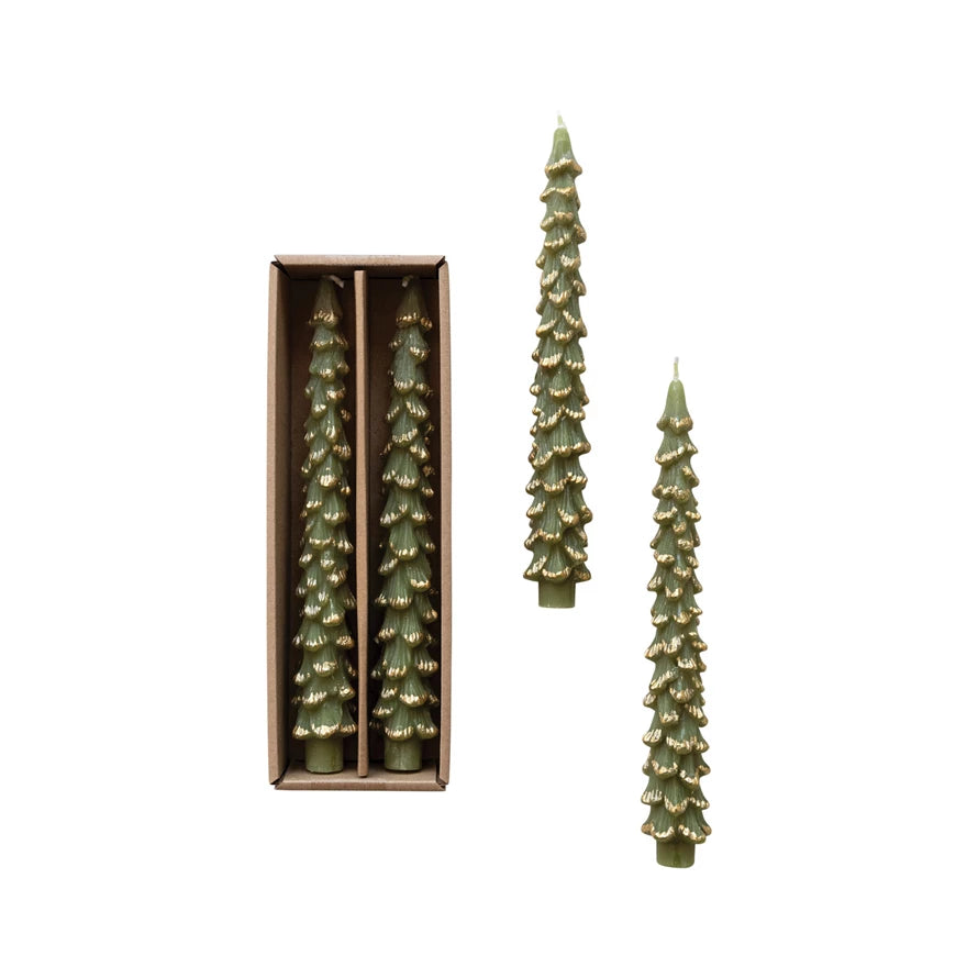 Tree Taper Evergreen