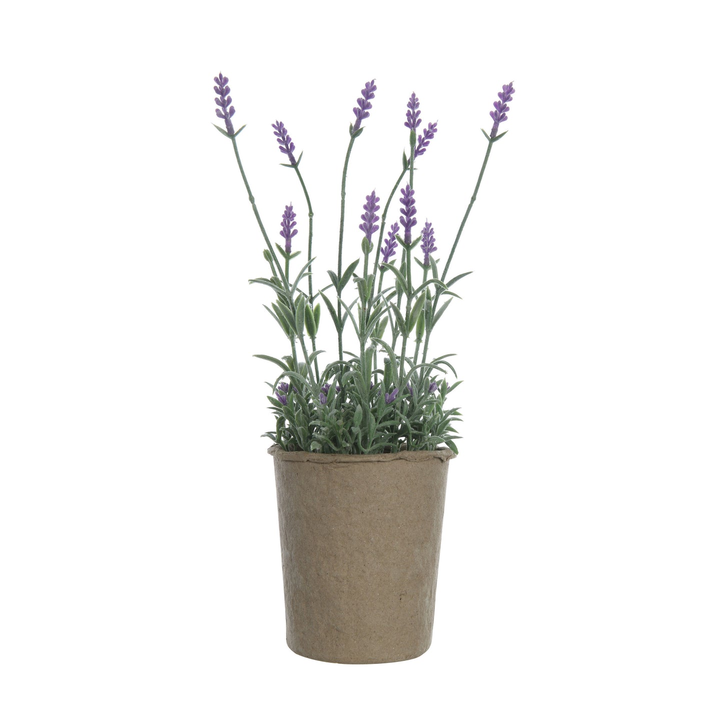 Paper Pot Lavender