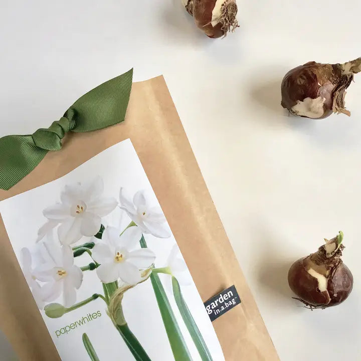 Paperwhite in a Bag