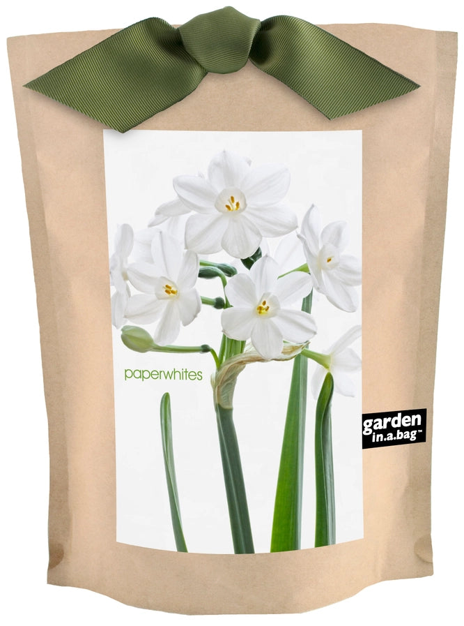 Paperwhite in a Bag