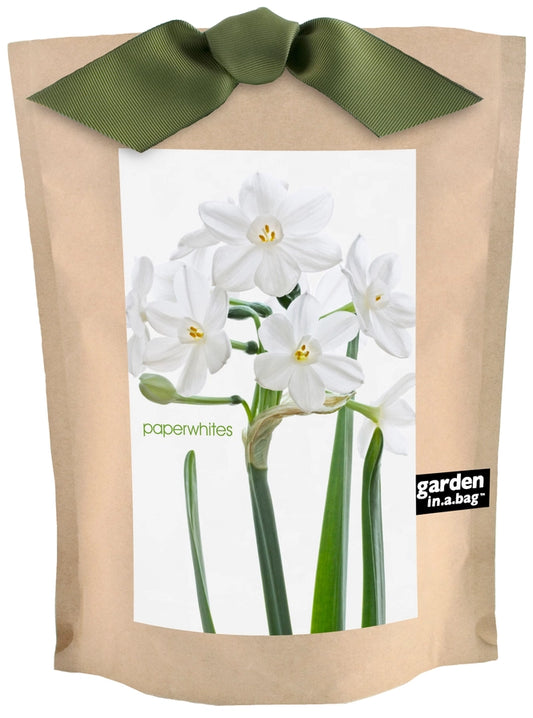 Paperwhite in a Bag