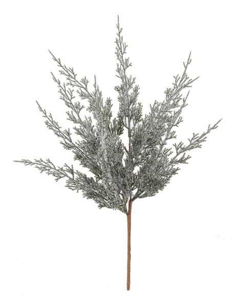 Cedar Spray