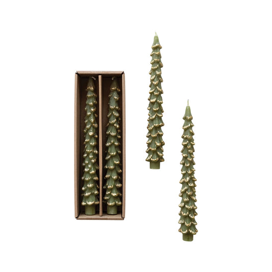 Tree Taper Evergreen
