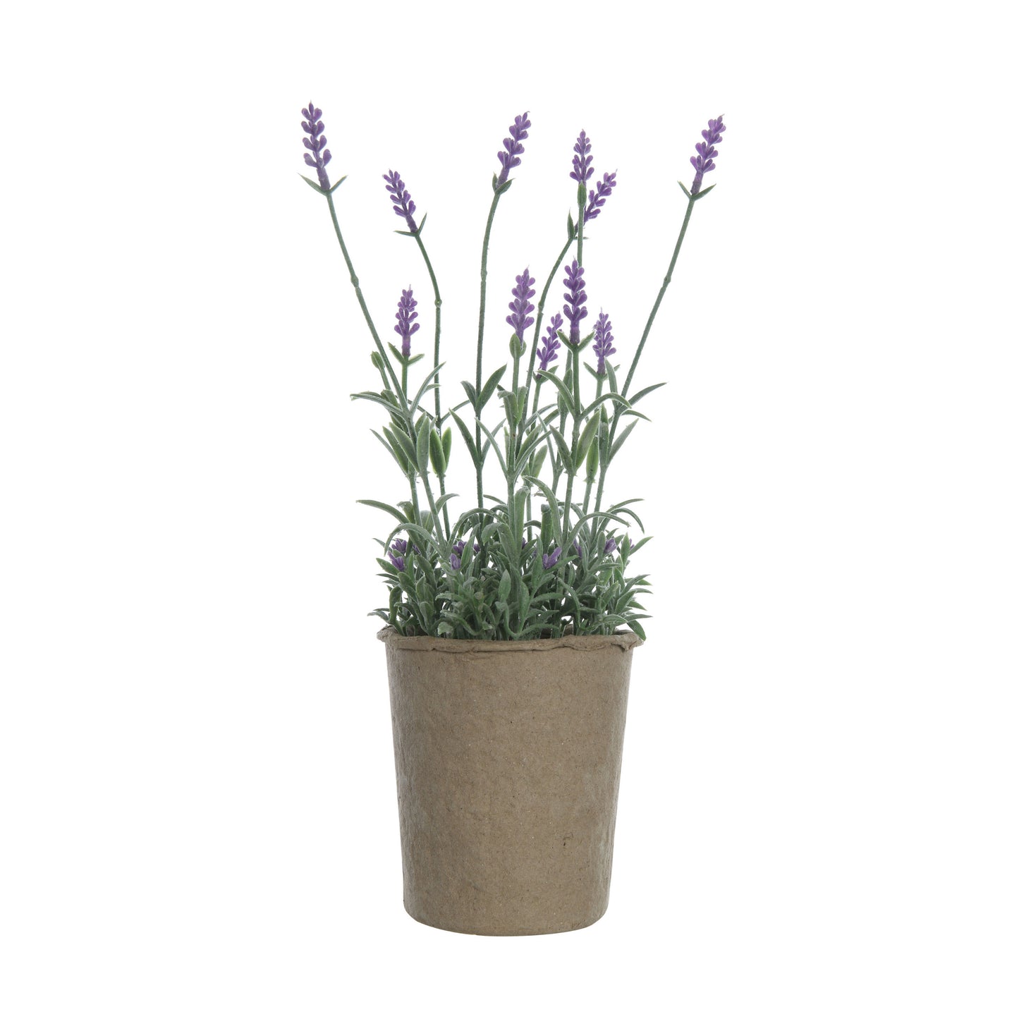 Paper Pot Lavender